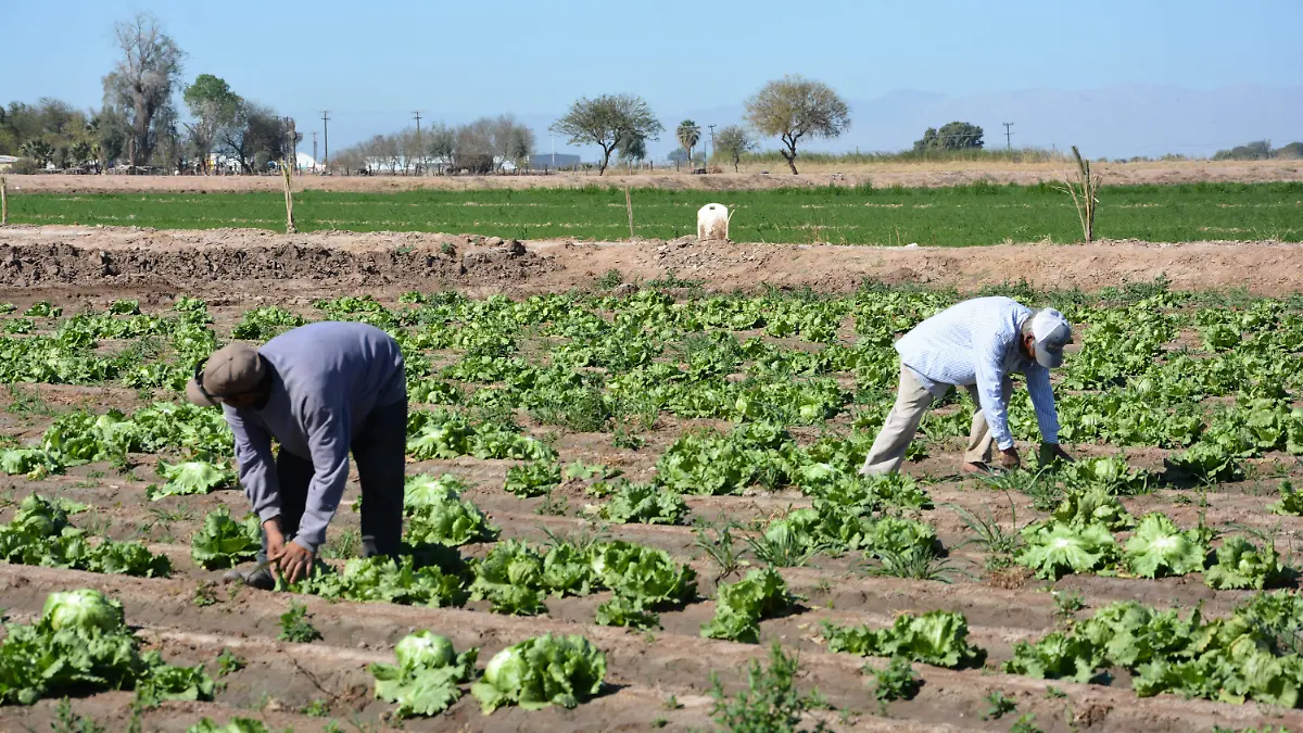 Temen horticultores que haya trabas para exportar a EU con los aranceles, cuáles podrían ser las condiciones del mercado VF (1)